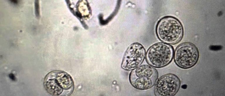 cellule parassita protozoo